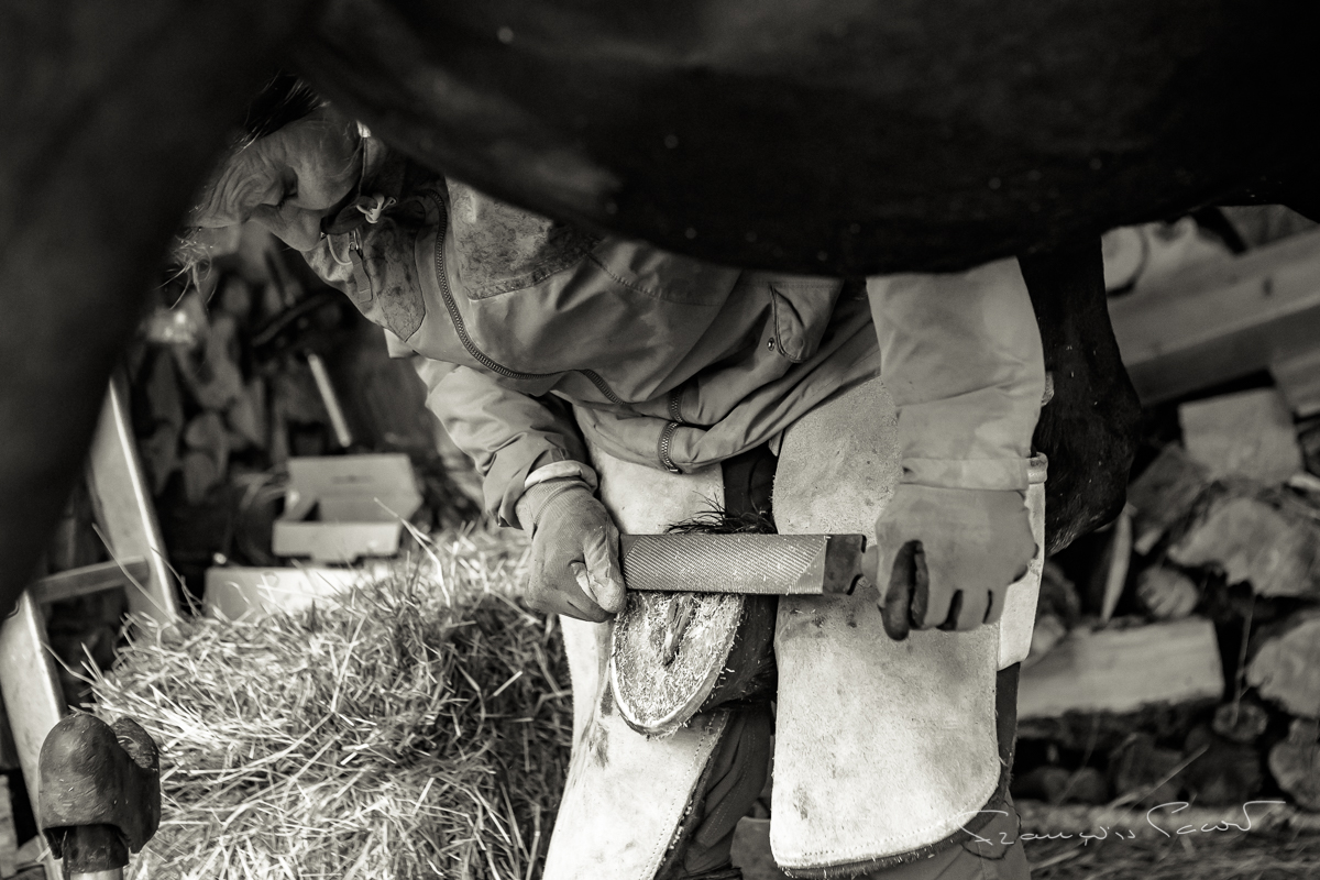 Pareuse (Podologue équin)