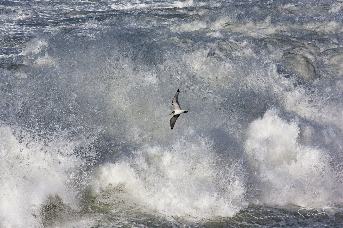 Wingsurfing in Anglet