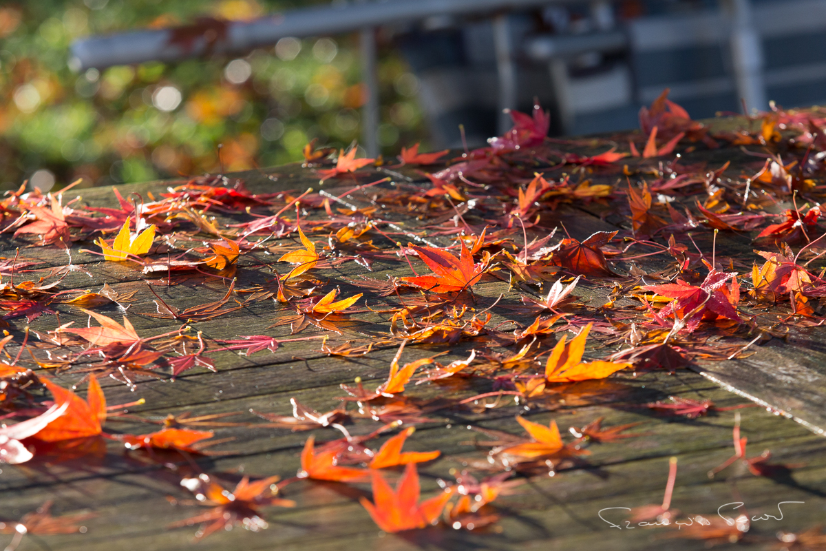 Comme une pluie de Papillons